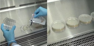 シャーレへの添加