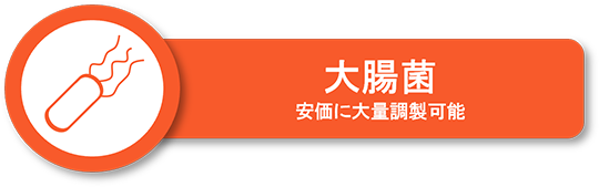 大腸菌発現系によるタンパク発現