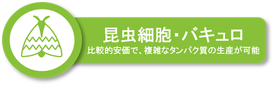 昆虫細胞・バキュロウイルス発現系によるタンパク発現