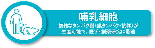 哺乳細胞発現系によるタンパク発現