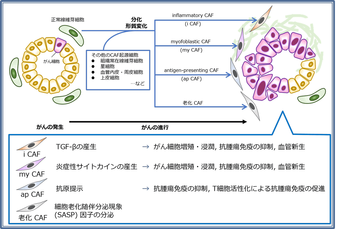 がんによるCAFの関係