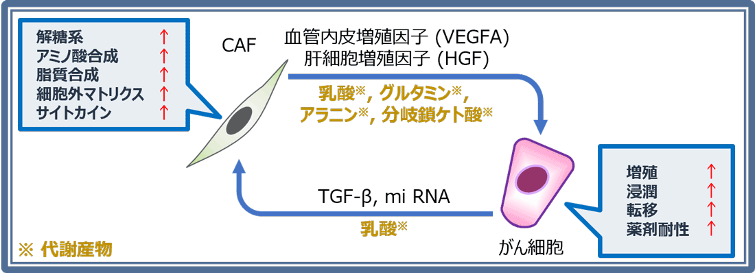 がんによるCAFの代謝変容