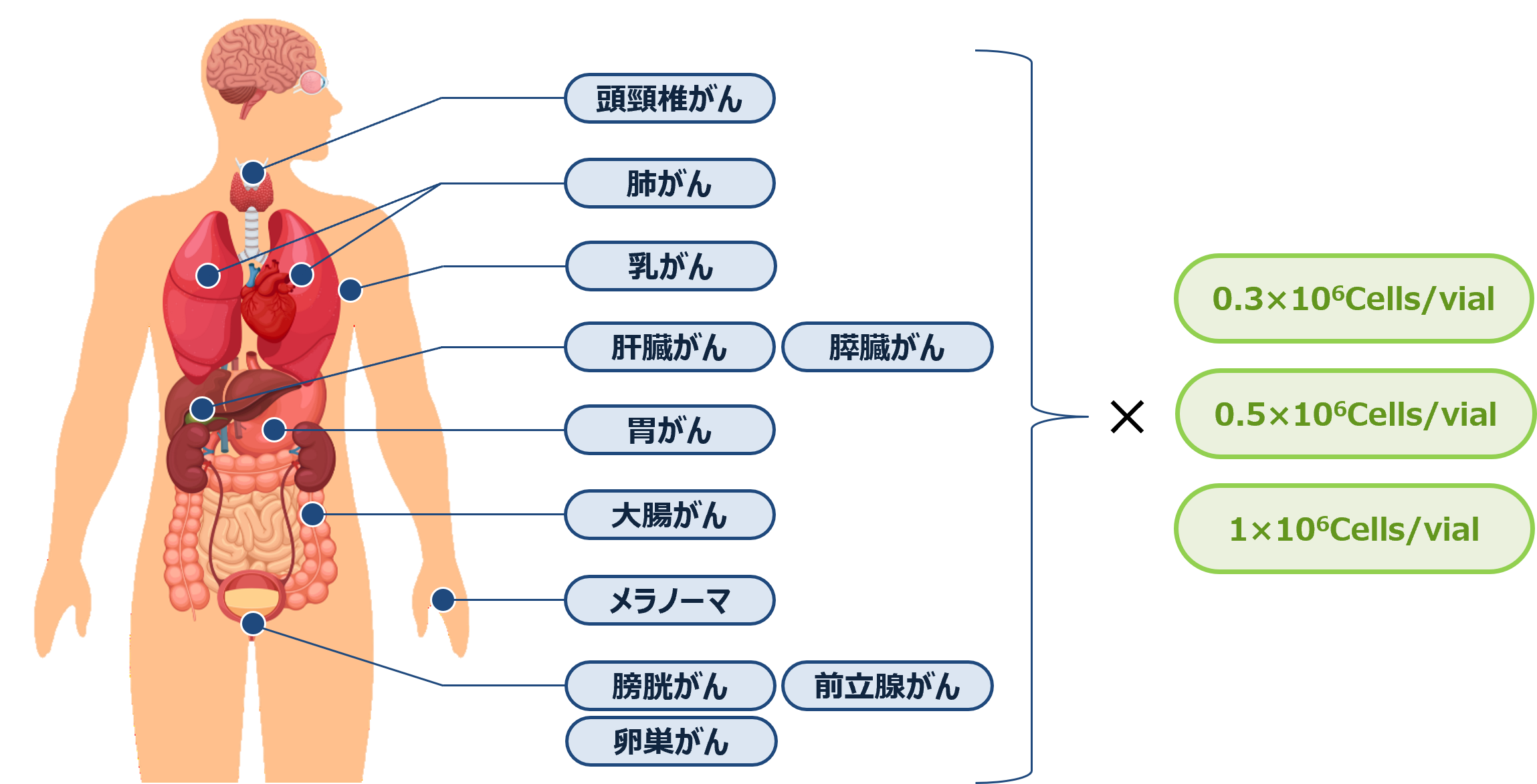 製品ラインアップ