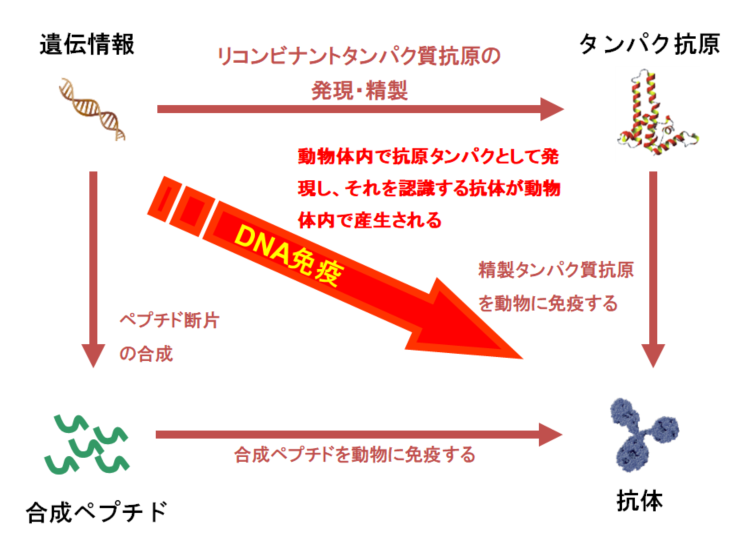 DNA免疫法による抗体取得の原理