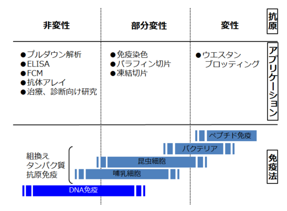 DNA免疫法で取得した抗体とアプリケーション