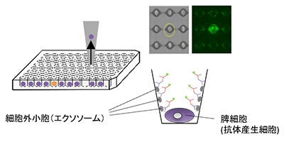 図：B-cell cloning1次スクリーニング