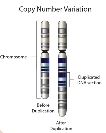 Copy Number Varidation