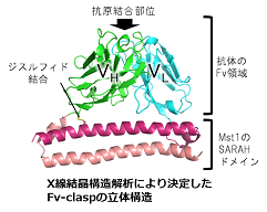 新規小型抗体フォーマット「Fv-clasp」作製受託サービス