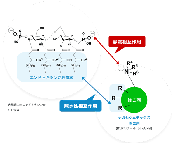 エンドトキシン吸着機構