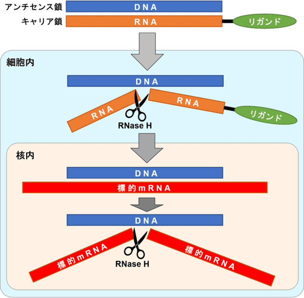 図：ヘテロ2本鎖核酸とは