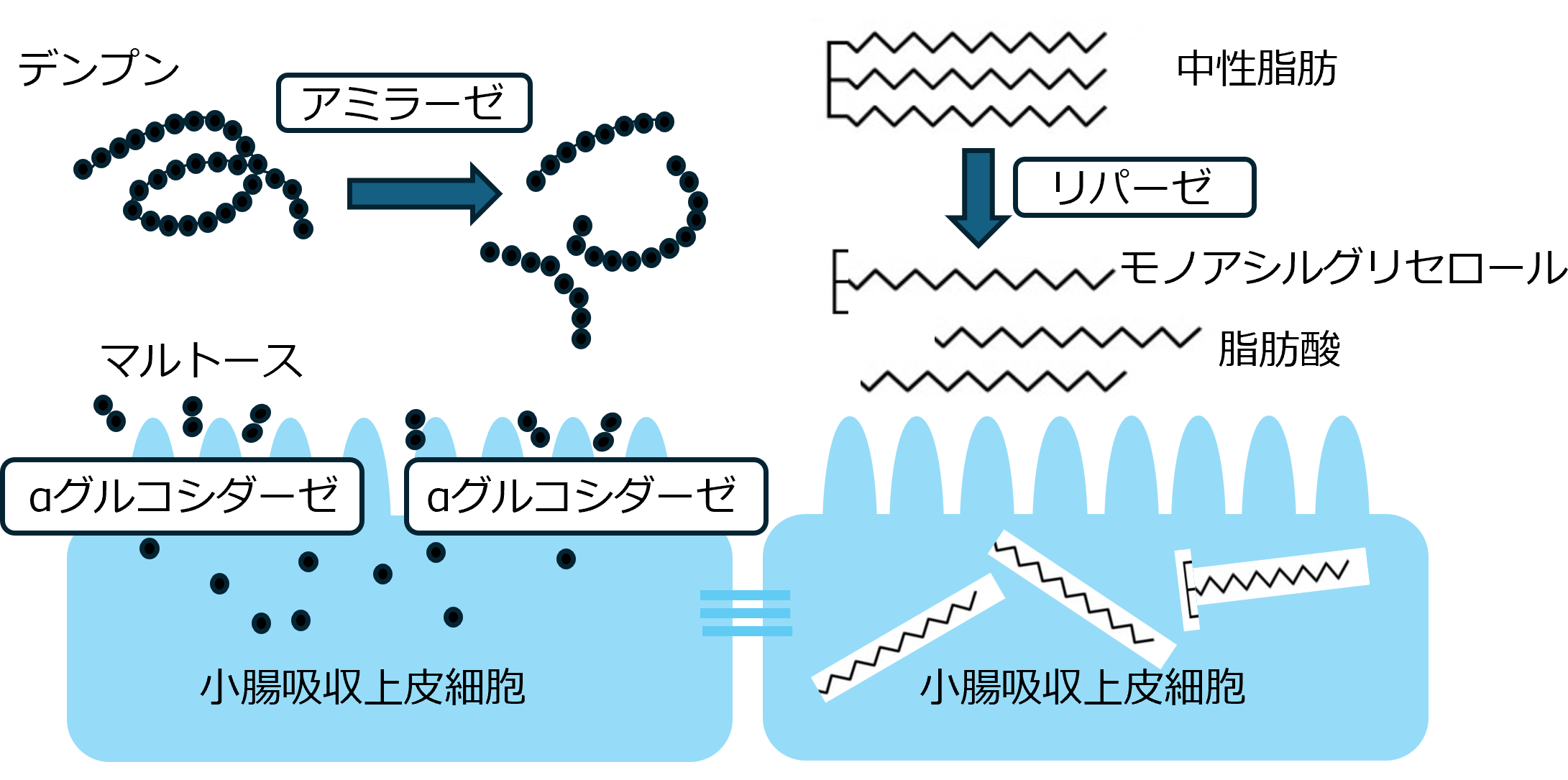 消化吸収抑制試験の概要図