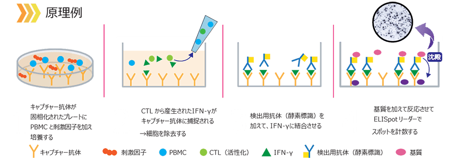 ELISpotアッセイの原理