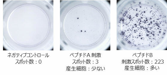 抗原ペプチドによるCTL の免疫応答の比較
