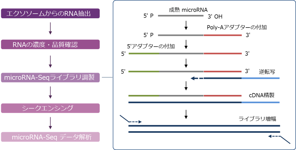 エクソソームRNA抽出からmicroRNAの検出までの流れ