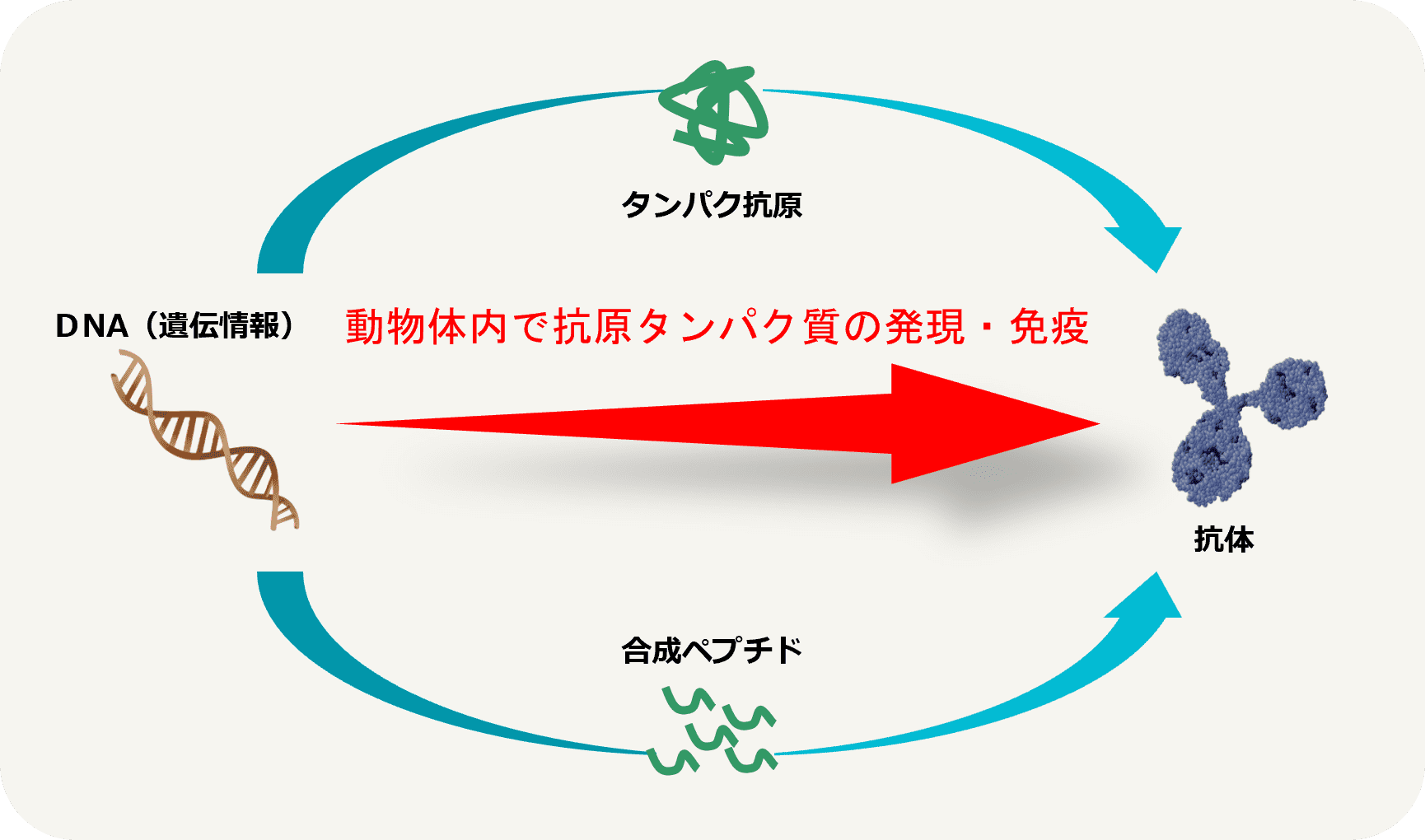 DNA免疫法イメージ図