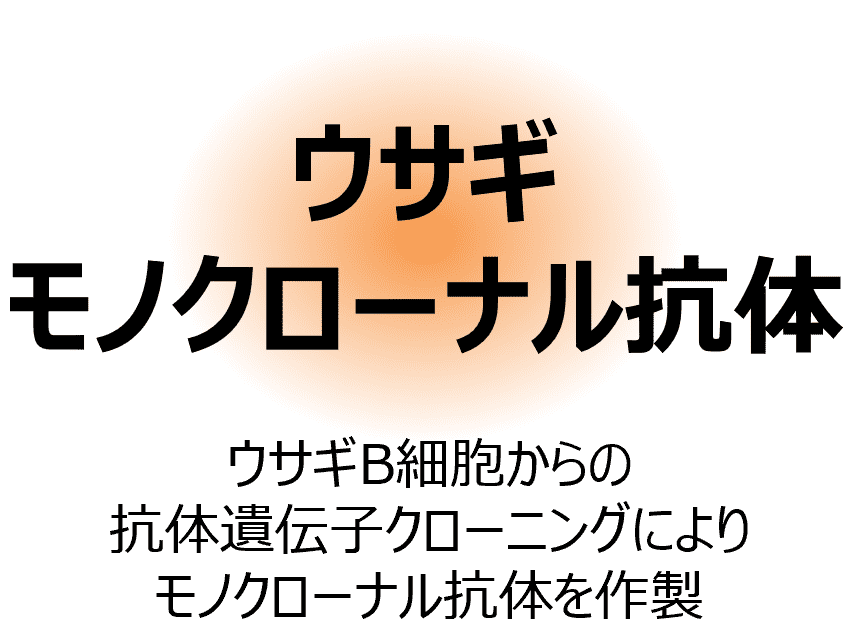 イメージ図:ウサギモノクローナル