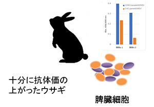 図：脾臓採取