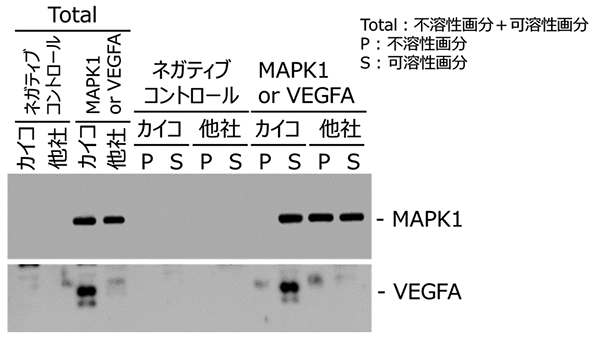 カイコ無細胞系と他社無細胞系を用いた合成と可溶化の比較