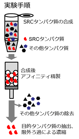 実験手順