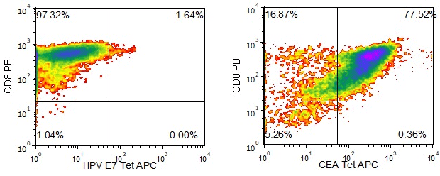 図1.ペプチド/MHC四量体結合分析を用いた抗原ペプチドCEA571-579の認識