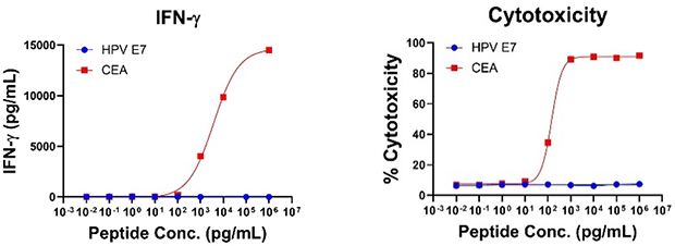 図2. 抗原特異的 IFN-γの分泌および細胞毒性データ