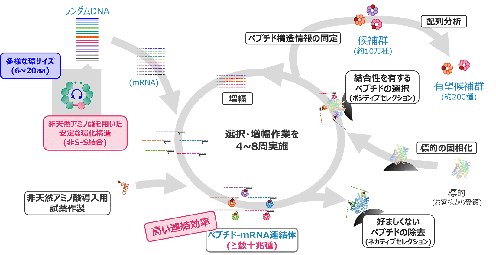 schema:当社mRNA displayの概要