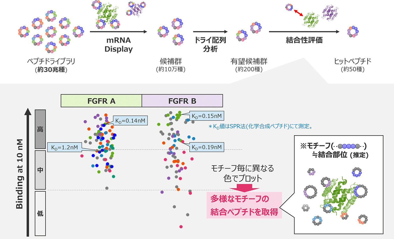 schema:FGFRに対するmRNA displayおよび酵素合成評価