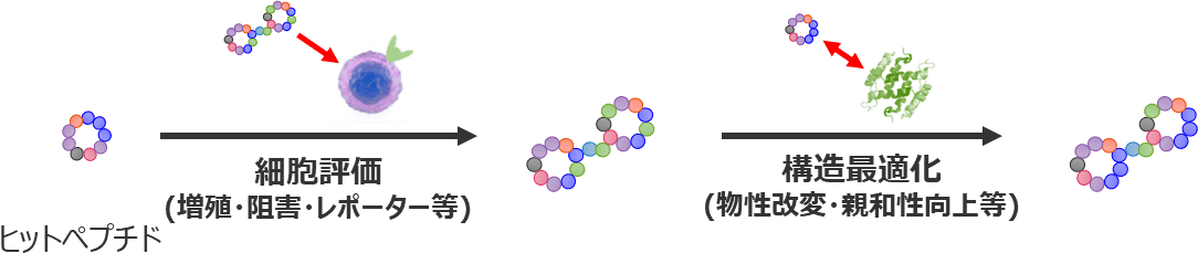 schema:アゴニスト活性を有するペプチドの取得