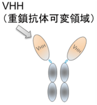 VHH(重鎖抗体可変領域)