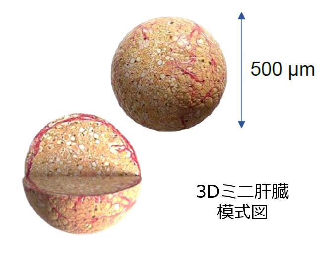 サイフューズ社 脂肪肝モデル3Dミニ肝臓 新規発売