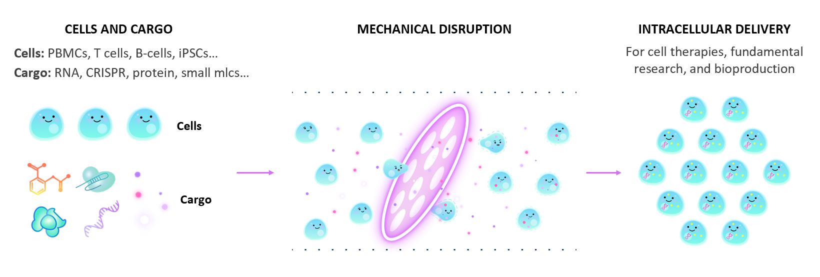 低侵襲、高い導入効率、高い細胞生存率