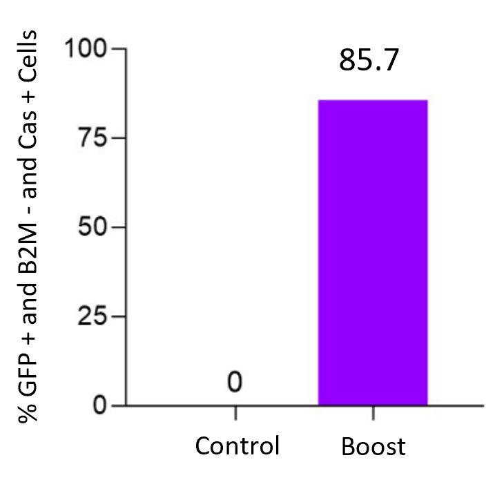 GFP Expressing, B2M Edited, and Dextran Delivered T Cells
