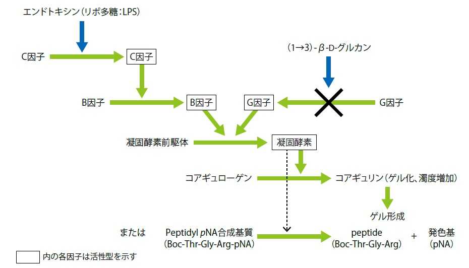 ライセート試薬の反応機構 