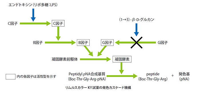 リムルス カラー KY シリーズ 原理