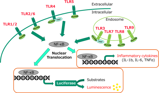 Monocyte Activation test 測定原理