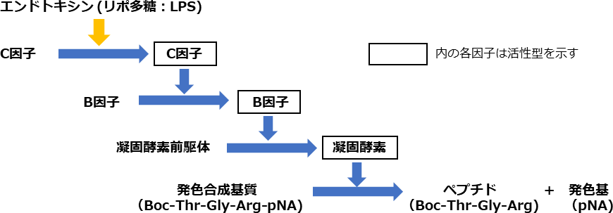 PYROSTAR<sup>™</sup> Neo+発色カスケード機構