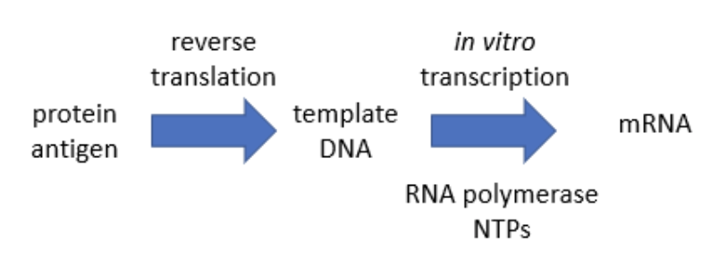In vitro転写IVTのワークフロー