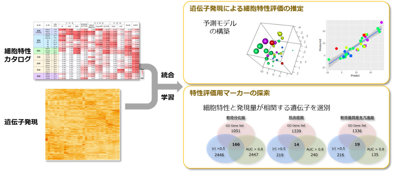 図4．遺伝子発現によるMSCの品質評価