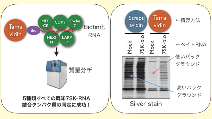 図４．Tamavidin magnetic beads を用いた解析例