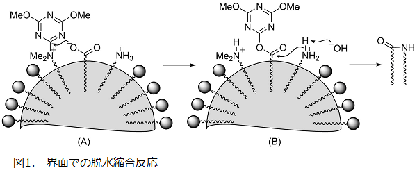 図1．界面での脱水縮合反応