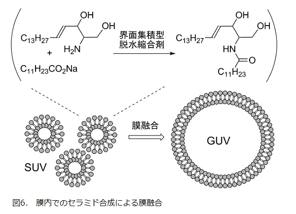 図6．膜内でのセラミド合成による膜融合