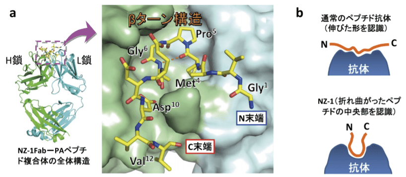 図１．NZ-1 による PA ペプチド認識機構