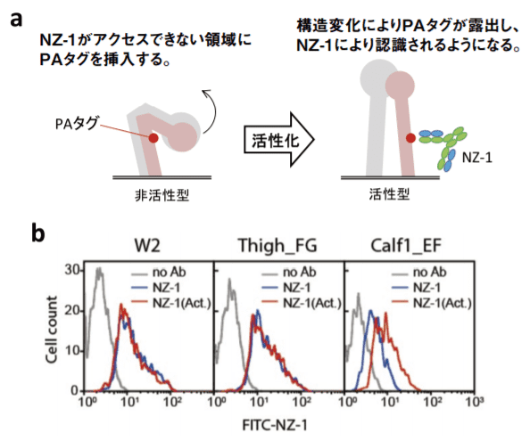 図３．インテグリンをターゲット分子とした PA タグループ挿入法の活用例