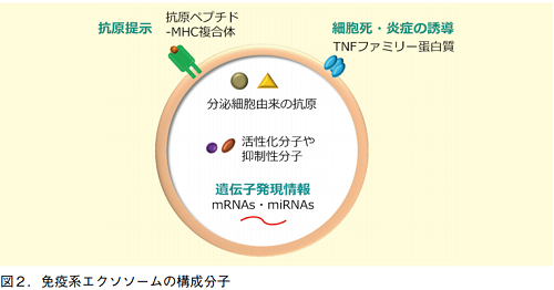 図2．免疫系エクソソームの構成分子