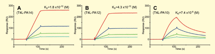 図１． SPR を用いた長さが異なる３種類の PA タグの親和性の比較