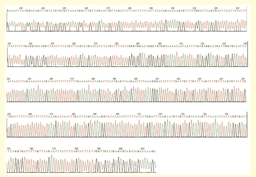 図１．Lambda DNA PCR 増幅産物塩基配列解読結果