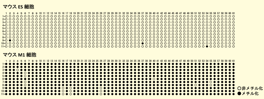 図４．マウス ES 及び M1 細胞Fgf4 プロモーター領域メチル化解析結果