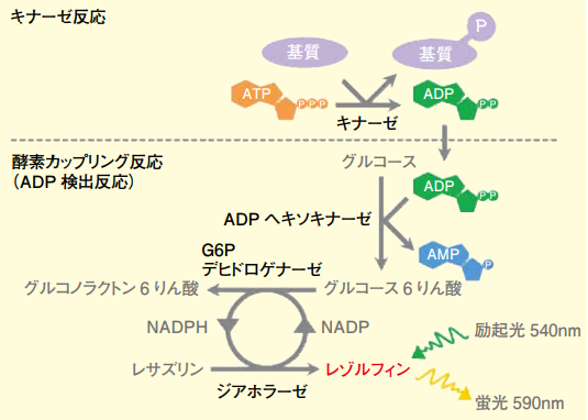 図1．Fluorospark Kinase / ADP Multi-Assay Kit の測定原理