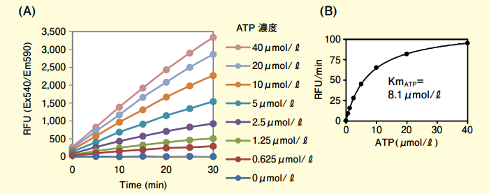 図5．リアルタイムアッセイを用いたKmの算出