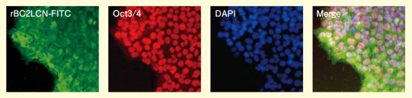 図3．rBC2LCN-FITCを用いた固定ヒトiPS細胞の染色